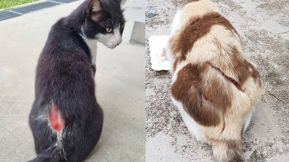 SPCA asks for help identifying cat torturter as cat slasher is arrested - Alvinology