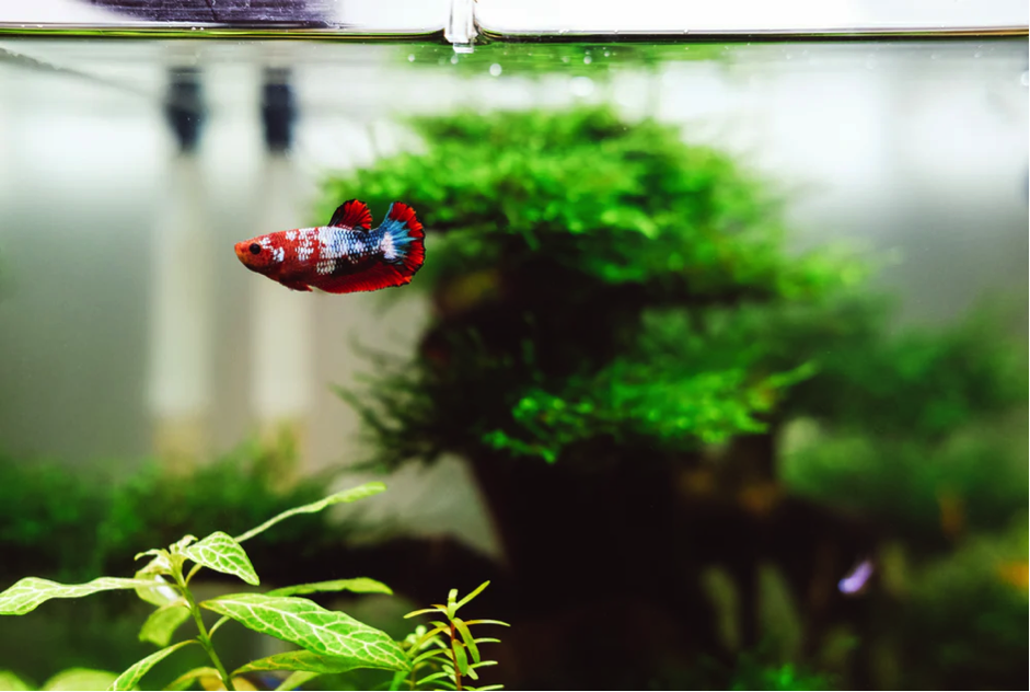 Tips For Keeping Your Aquarium Plants Healthy - Alvinology