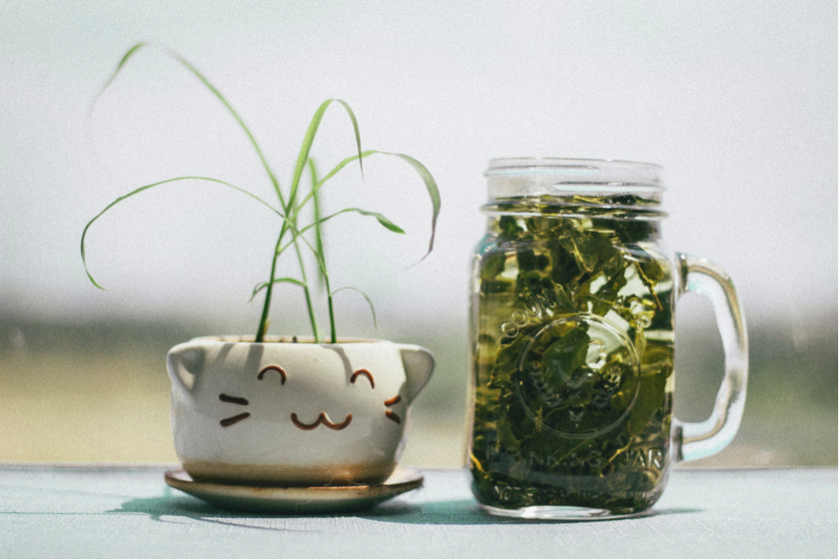 6 Amazing Benefits Of Green Tea And Why You Should Drink It Everyday - Alvinology