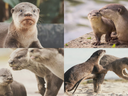The Pasir Ris Otter Family in Photos, Captured over 5 years - Alvinology
