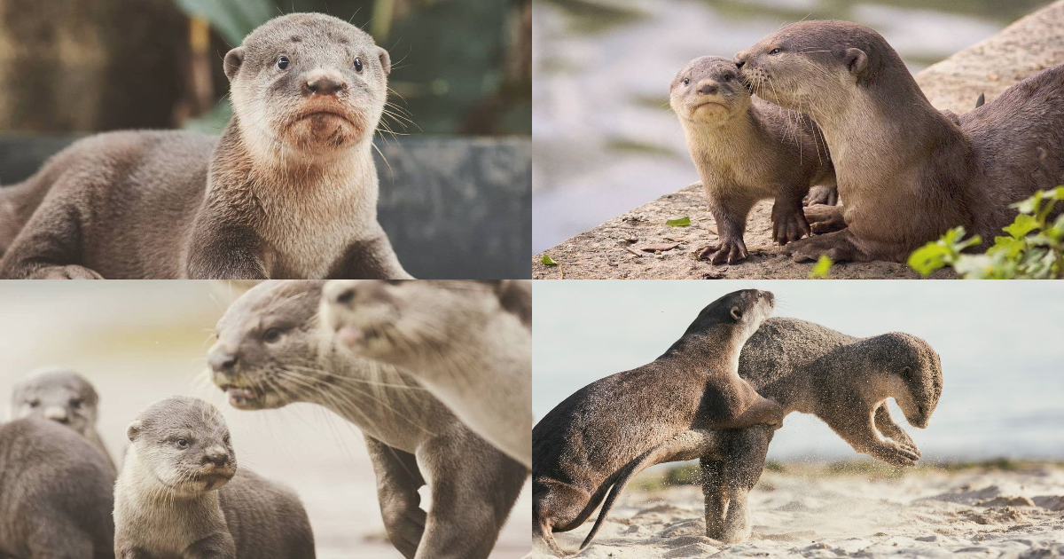 The Pasir Ris Otter Family in Photos, Captured over 5 years - Alvinology
