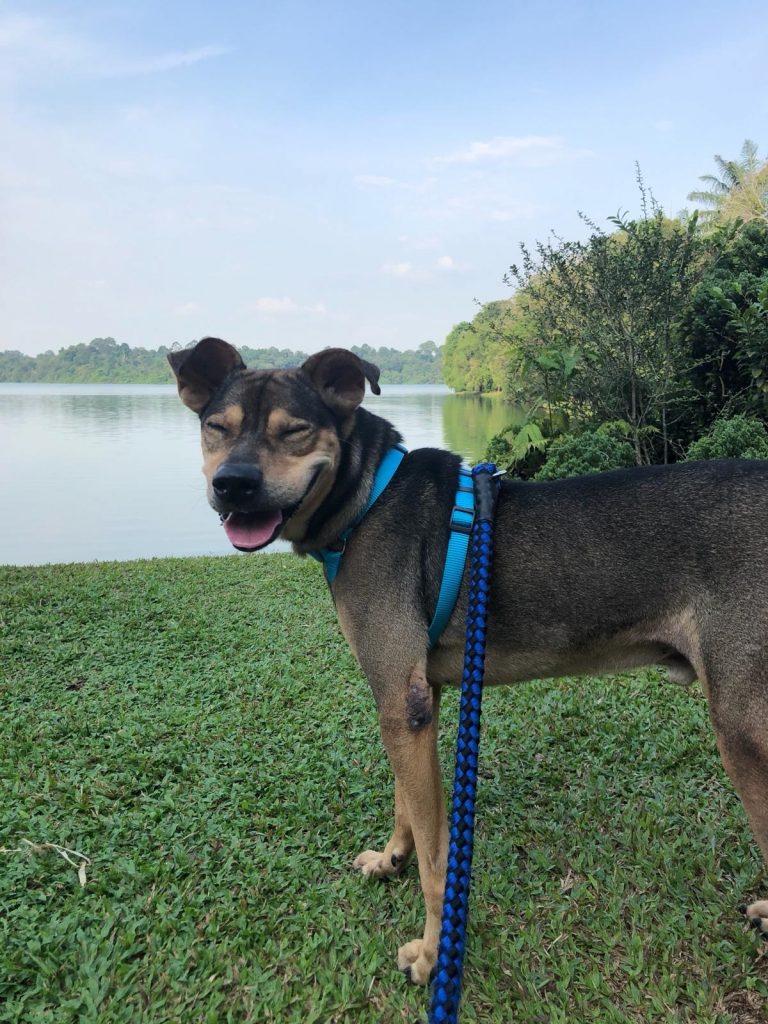 Furever Yours - Singapore Zoo and SPCA introduces pilot programme to find forever homes for dogs in SPCA shelter - Alvinology