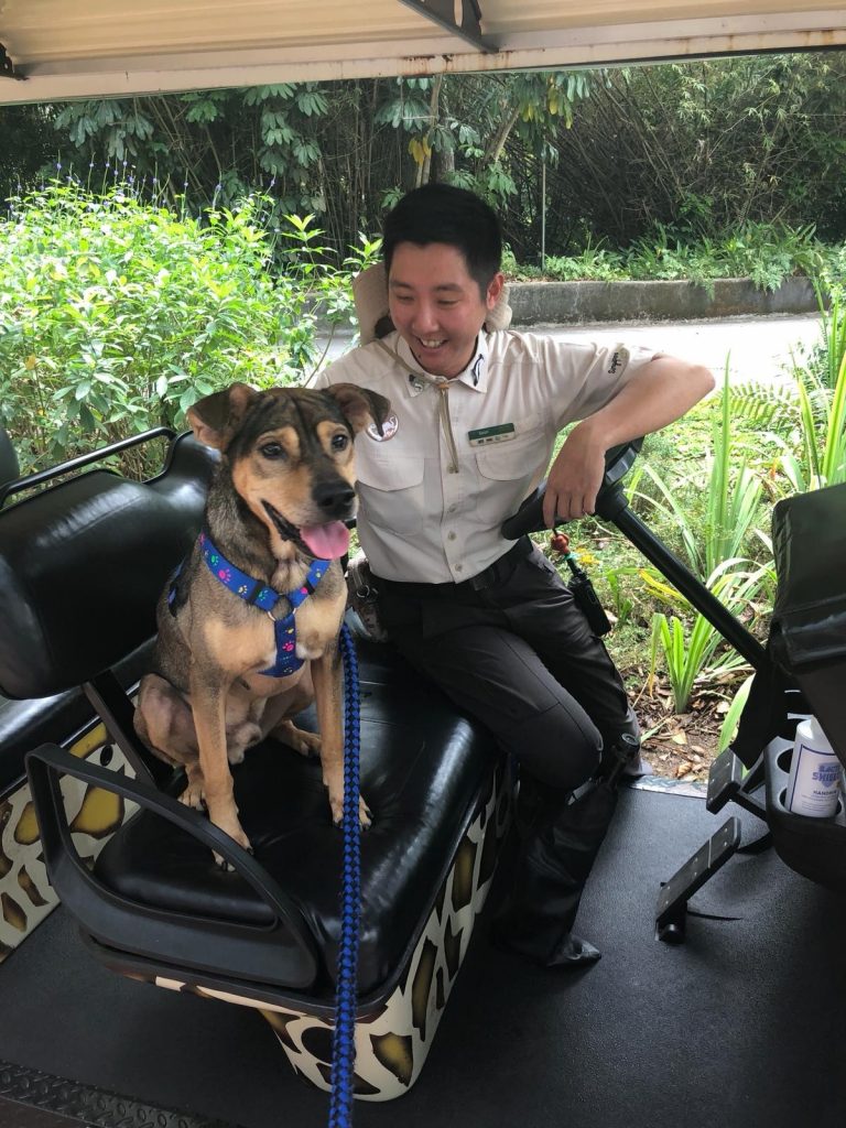 Furever Yours - Singapore Zoo and SPCA introduces pilot programme to find forever homes for dogs in SPCA shelter - Alvinology