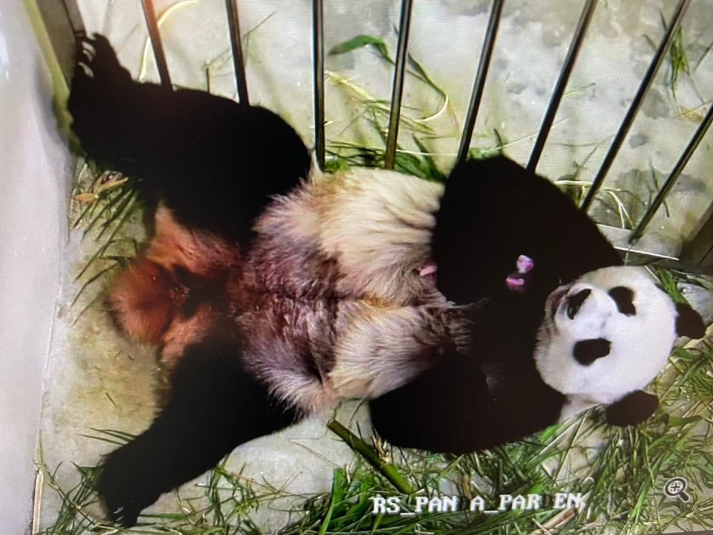 Here’s a Timeline of Giant Panda Kai Kai and Jia Jia’s adorable life together in River Safari and updates on their newborn panda cub - Alvinology