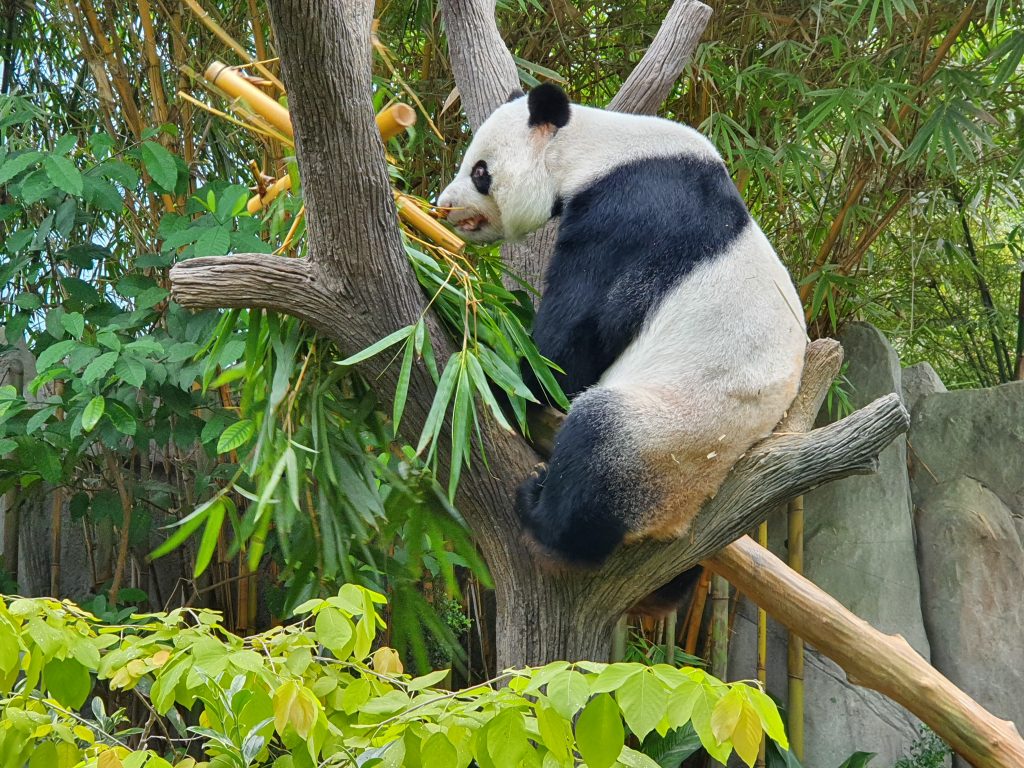 River Safari’s Panda just gave birth to Singapore’s first-ever Giant Panda Cub weighing about 200 grams - Alvinology