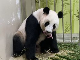 River Safari’s Panda just gave birth to Singapore’s first-ever Giant Panda Cub weighing about 200 grams - Alvinology
