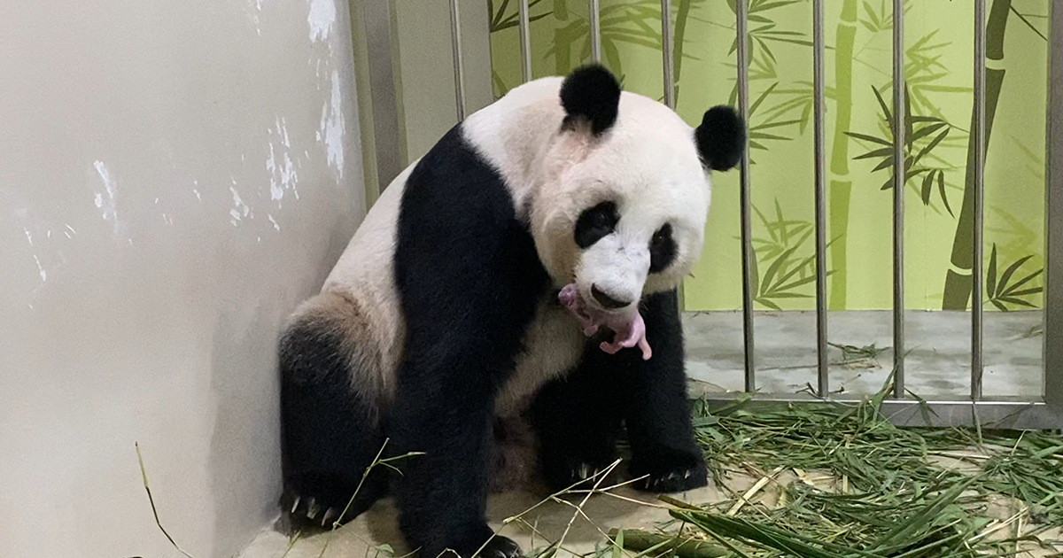 River Safari’s Panda just gave birth to Singapore’s first-ever Giant Panda Cub weighing about 200 grams - Alvinology