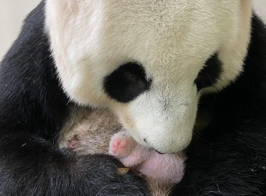 Here’s a Timeline of Giant Panda Kai Kai and Jia Jia’s adorable life together in River Safari and updates on their newborn panda cub - Alvinology