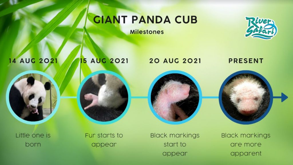 Here’s a Timeline of Giant Panda Kai Kai and Jia Jia’s adorable life together in River Safari and updates on their newborn panda cub - Alvinology