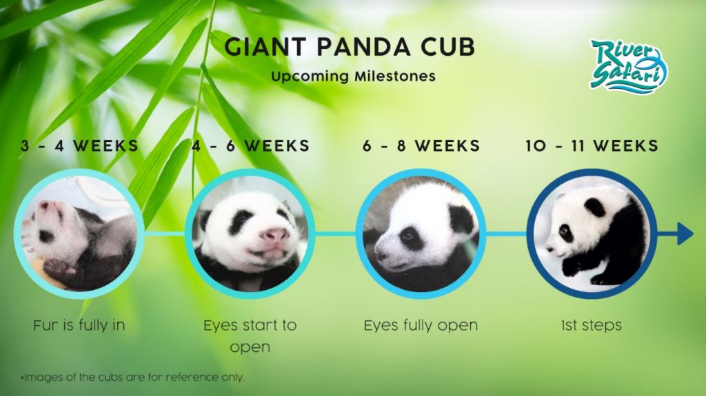 Here’s a Timeline of Giant Panda Kai Kai and Jia Jia’s adorable life together in River Safari and updates on their newborn panda cub - Alvinology