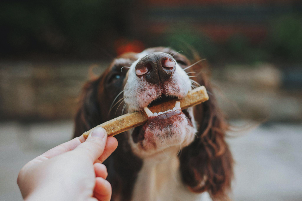 How to Choose the Right Food for Your Pet: A Guide - Alvinology