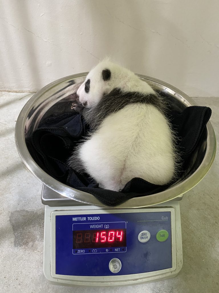 Singapore's first giant panda cub has grown into a healthy 1504g on his first weigh-in - Alvinology