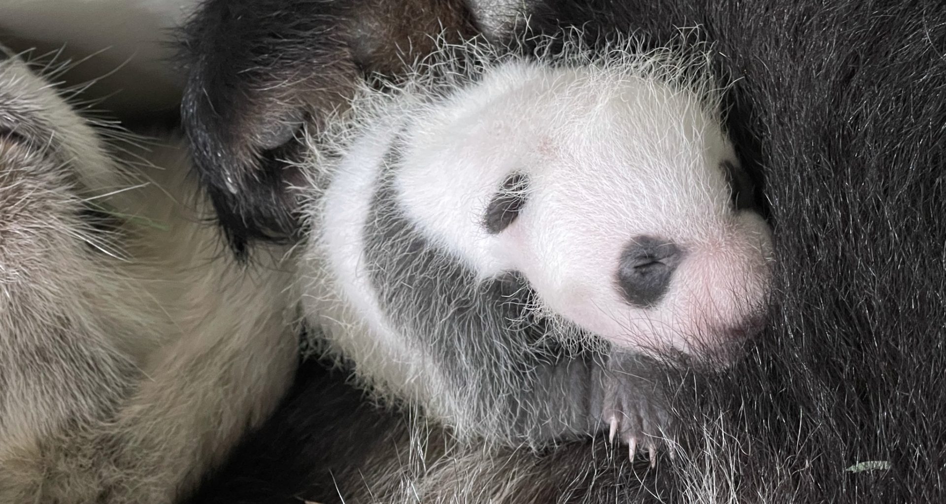 Singapore’s first Giant Panda Cub is a Boy! You can now participate in naming the #littleone before he turns 100 days old - Alvinology