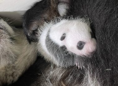 Singapore’s first Giant Panda Cub is a Boy! You can now participate in naming the #littleone before he turns 100 days old - Alvinology