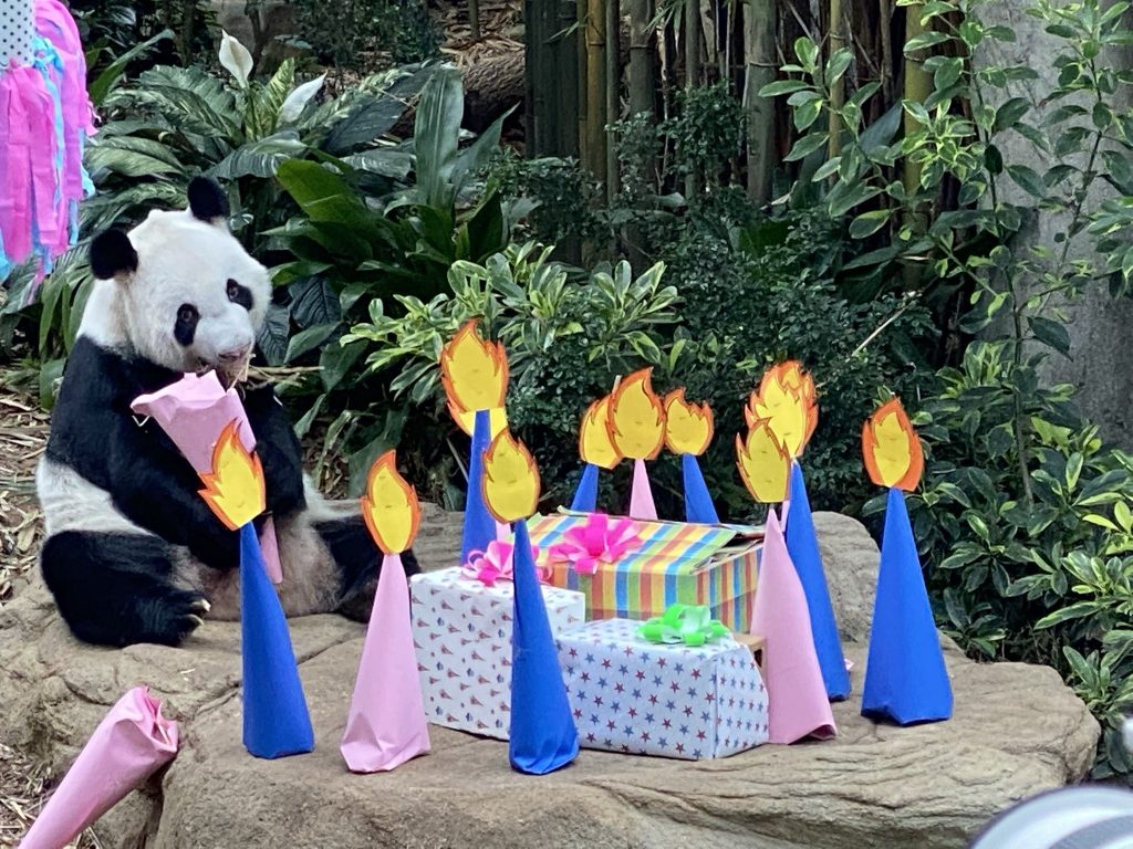 Singapore's first giant panda cub has grown into a healthy 1504g on his first weigh-in - Alvinology