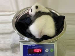 Singapore's first giant panda cub has grown into a healthy 1504g on his first weigh-in - Alvinology