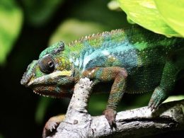 Feed Your Chameleon the Right Way- Chameleon Diet Guide - Alvinology