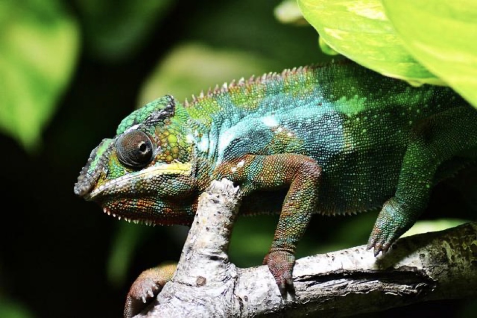 Feed Your Chameleon the Right Way- Chameleon Diet Guide - Alvinology