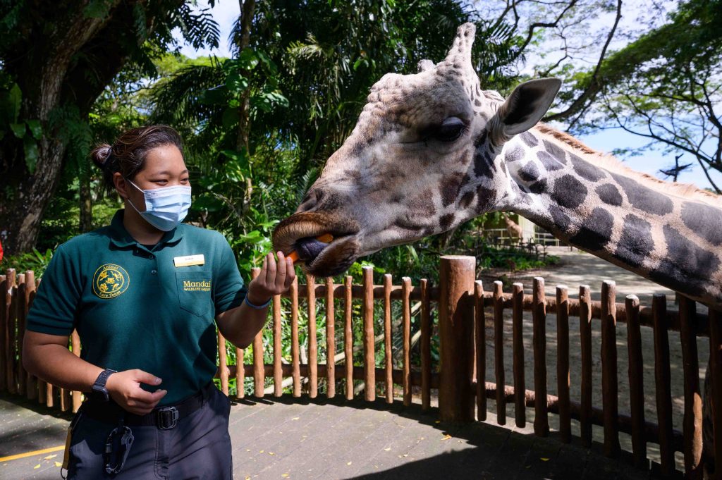 Singapore Wildlife Reserve is now under one brand - Mandai Wildlife Reserve, announces changes to visual identities - Alvinology