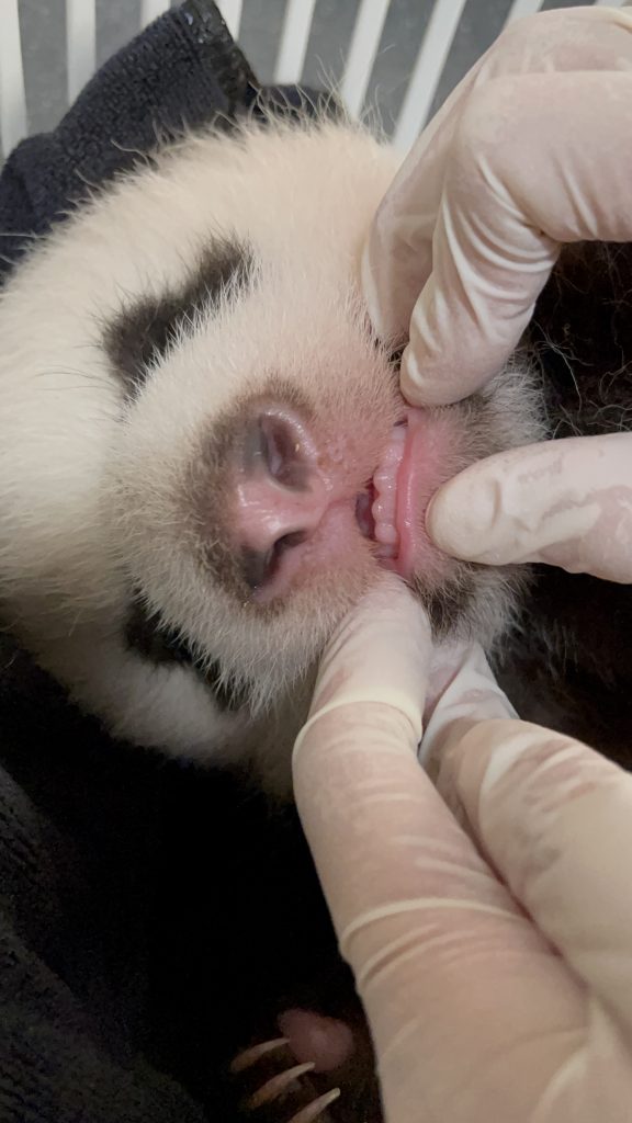 Singapore's Giant Panda Cub will be chomping on bamboo soon with six baby teeth already out - Alvinology