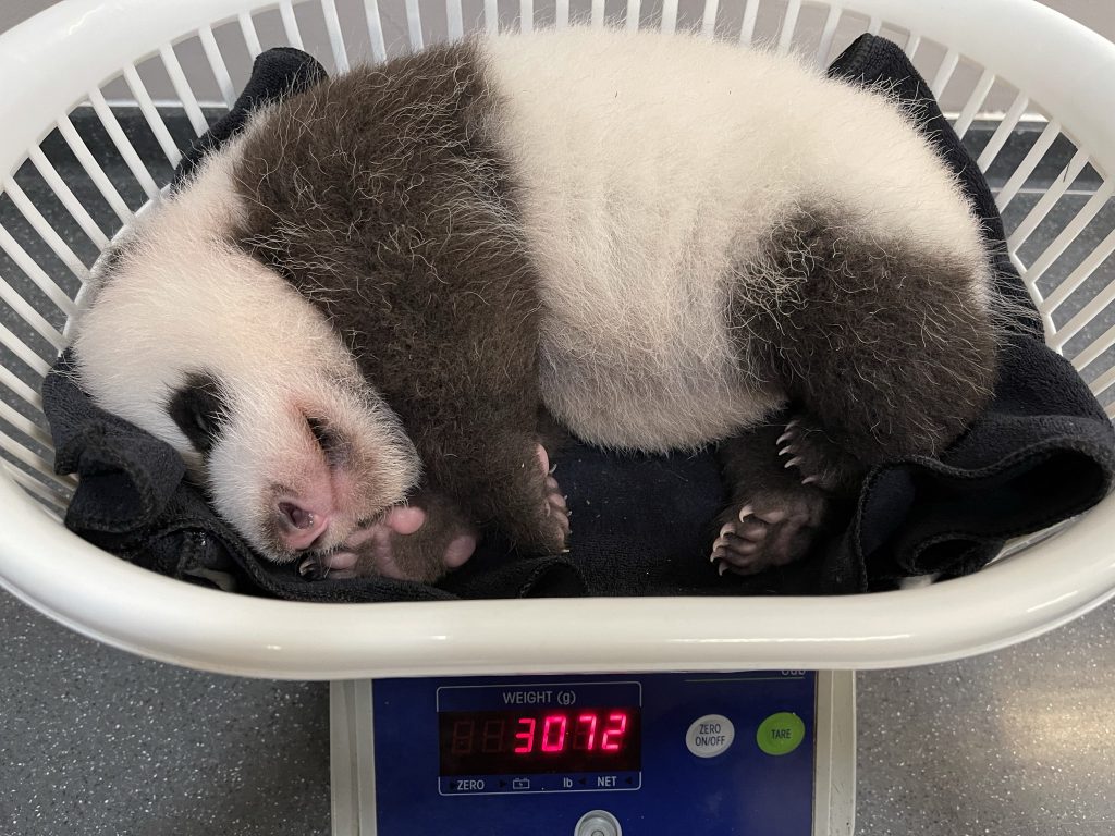 Singapore's Giant Panda Cub will be chomping on bamboo soon with six baby teeth already out - Alvinology