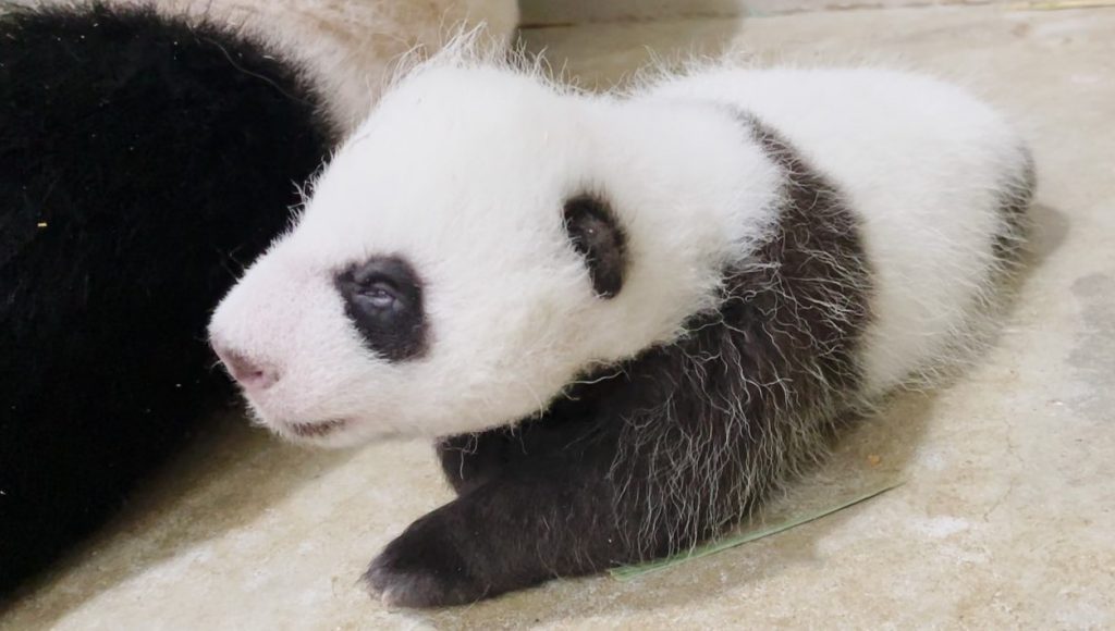 Singapore's Giant Panda Cub will be chomping on bamboo soon with six baby teeth already out - Alvinology