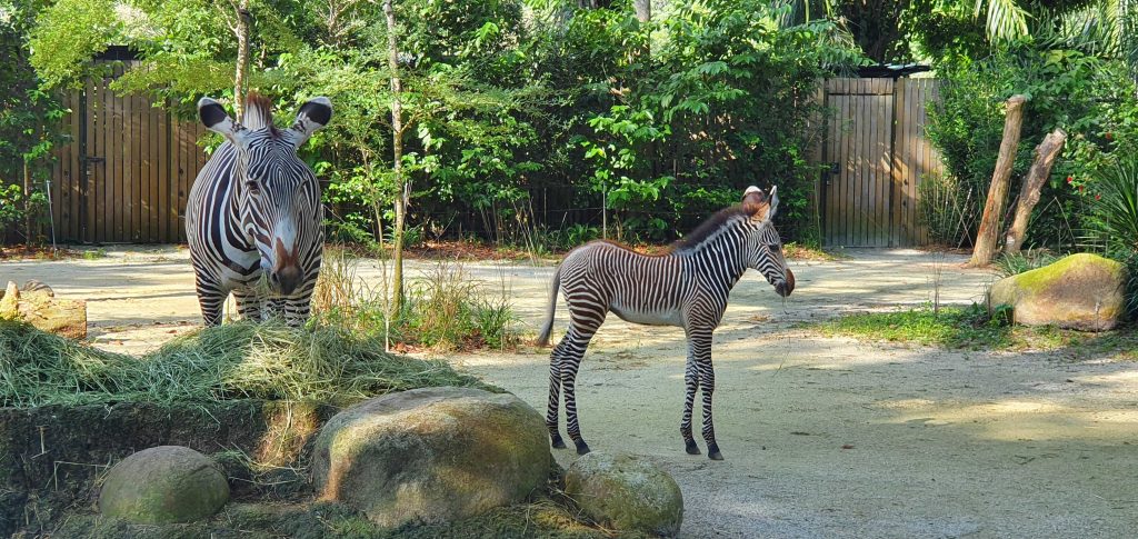 Singapore Zoo welcomes newborn endangered Grevy’s zebra to the herd; she has been named Izara - Alvinology