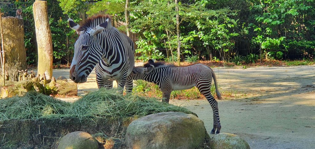 Singapore Zoo welcomes newborn endangered Grevy’s zebra to the herd; she has been named Izara - Alvinology