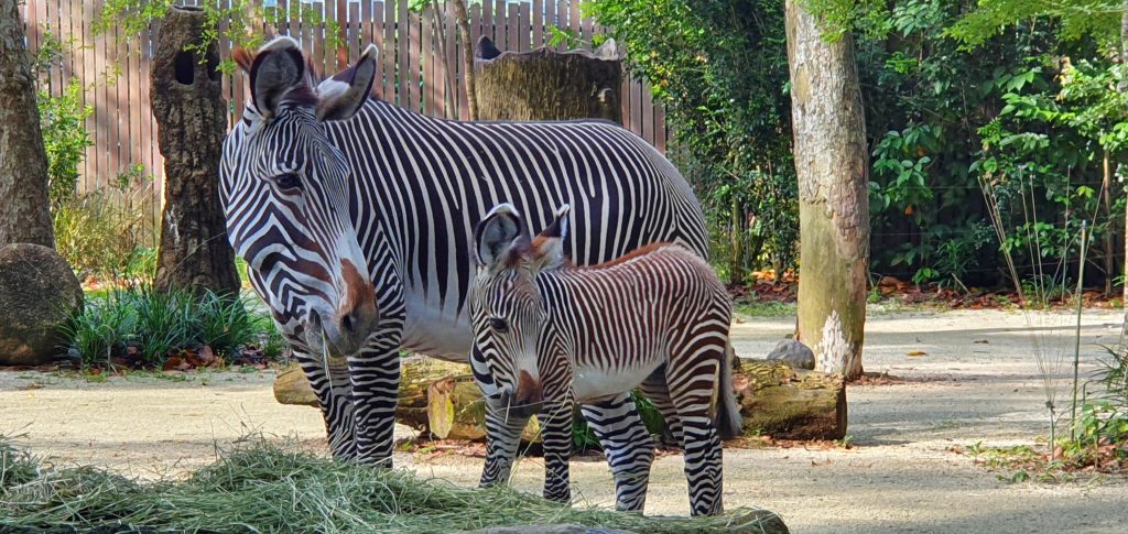 Singapore Zoo welcomes newborn endangered Grevy’s zebra to the herd; she has been named Izara - Alvinology