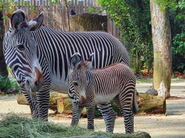 Singapore Zoo welcomes newborn endangered Grevy’s zebra to the herd; she has been named Izara - Alvinology