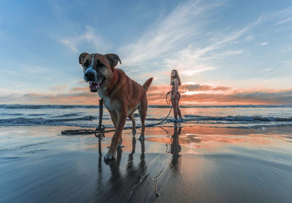 Benefits of Going on Vacation With Your Pets - Alvinology
