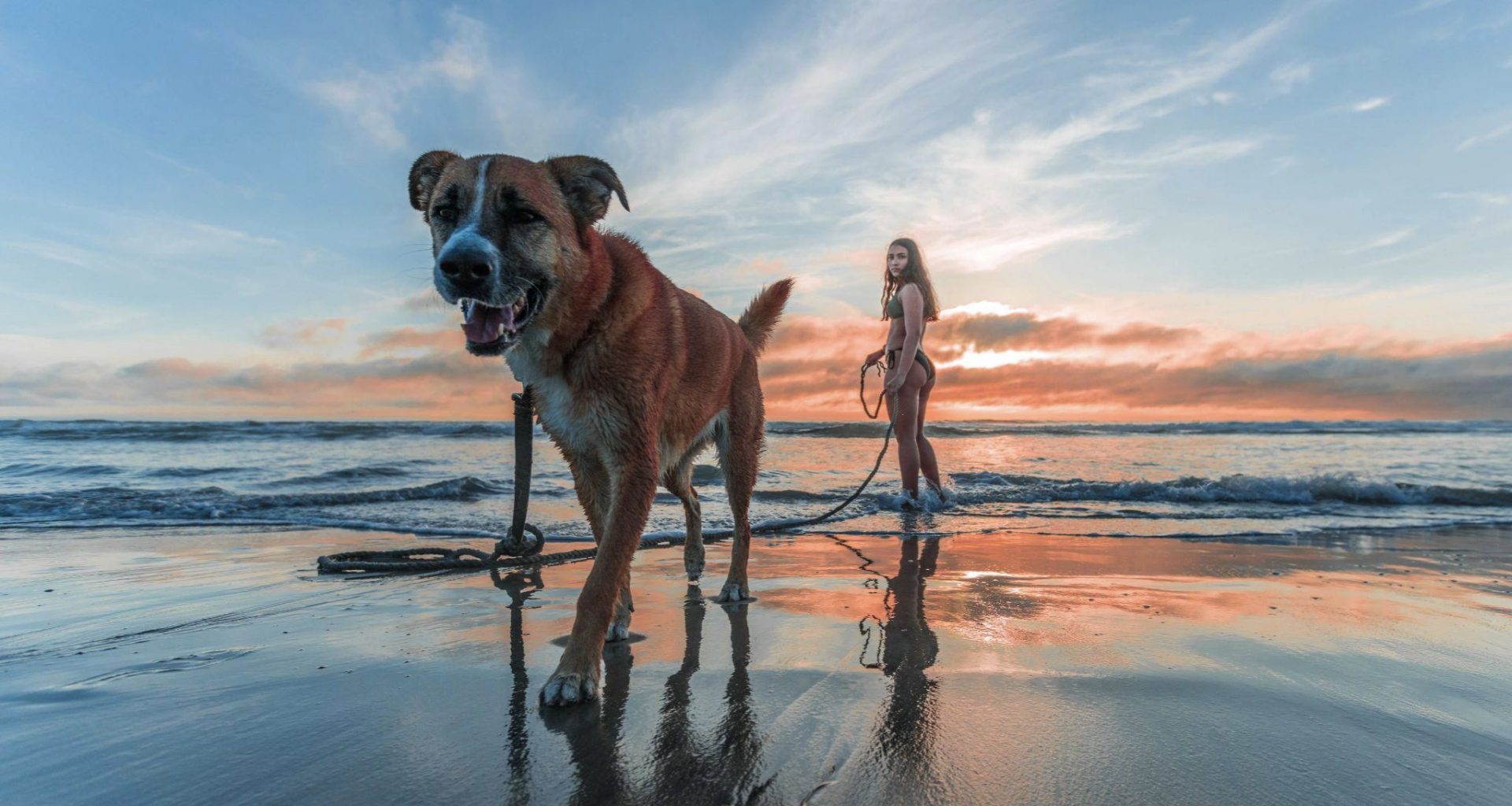Benefits of Going on Vacation With Your Pets - Alvinology
