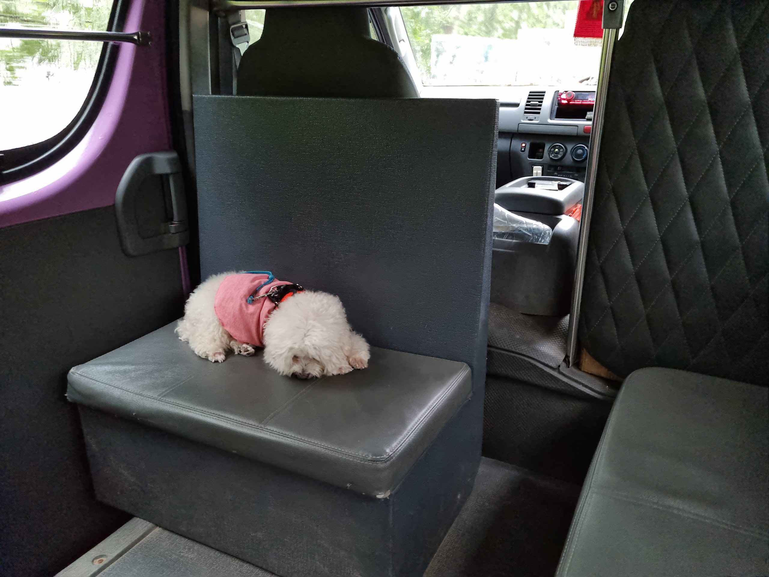 We brought our dog on a 2D1N Sailcation to Pulau Ubin! - Discover Sailing Asia - Alvinology
