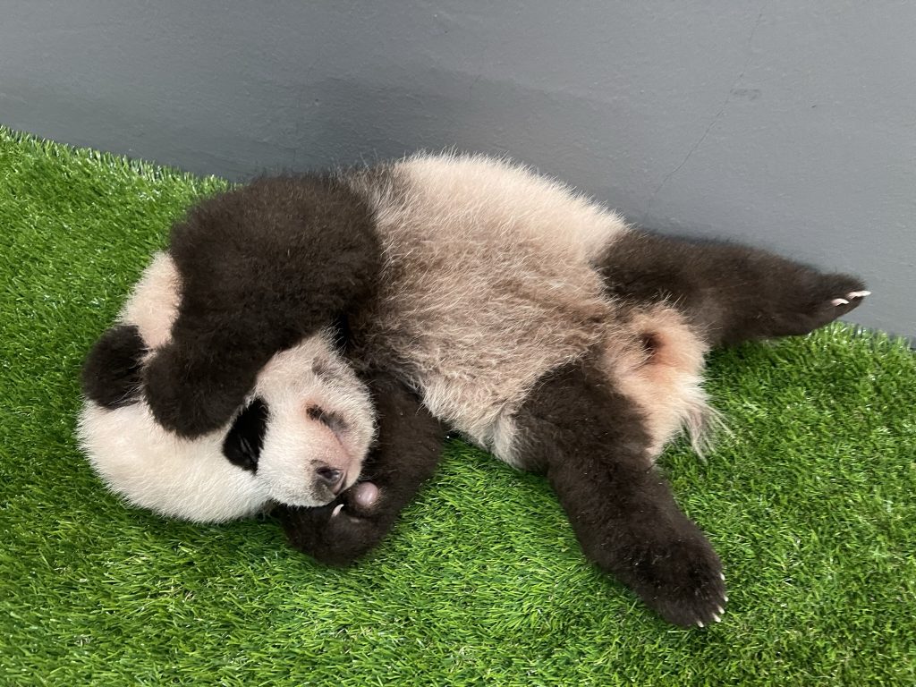 Singapore’s Giant Panda Cub celebrates 100 days with his first baby steps! Here are the top voted names for the #littleone - Alvinology