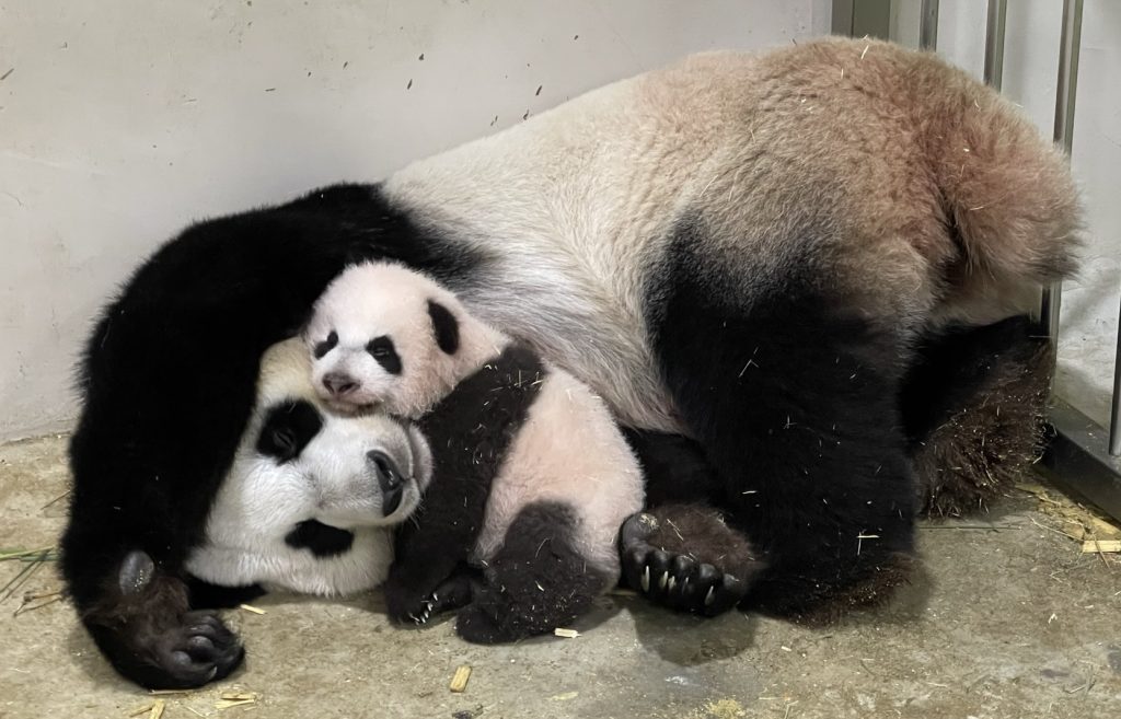 Singapore’s Giant Panda Cub celebrates 100 days with his first baby steps! Here are the top voted names for the #littleone - Alvinology