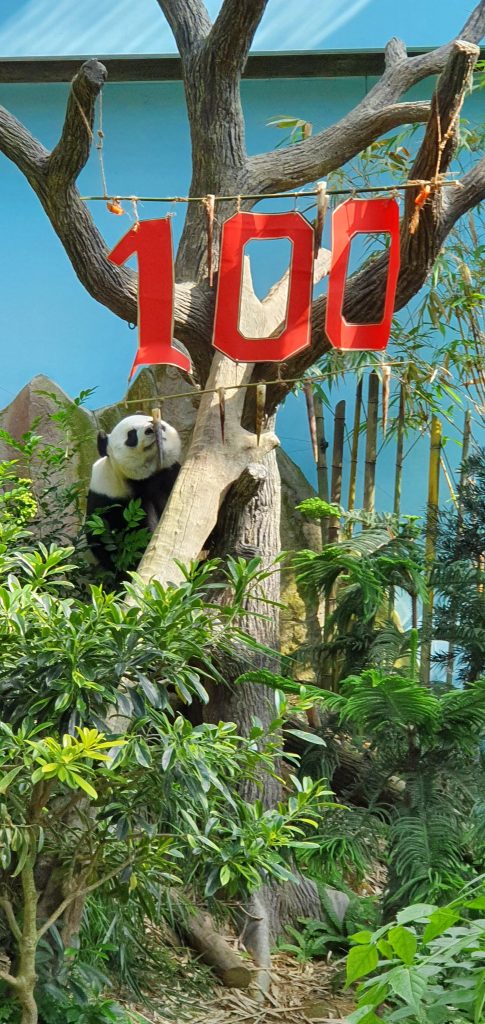 Singapore’s Giant Panda Cub celebrates 100 days with his first baby steps! Here are the top voted names for the #littleone - Alvinology