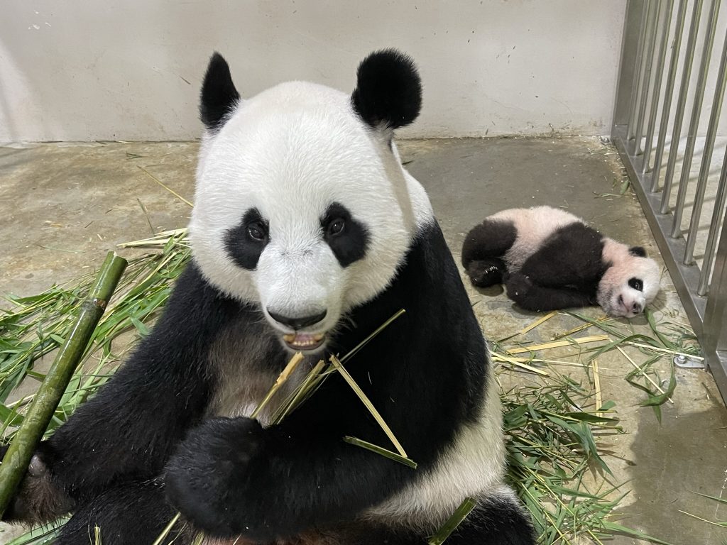 Singapore’s Giant Panda Cub celebrates 100 days with his first baby steps! Here are the top voted names for the #littleone - Alvinology