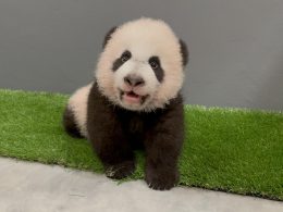 Singapore’s Giant Panda Cub celebrates 100 days with his first baby steps! Here are the top voted names for the #littleone - Alvinology
