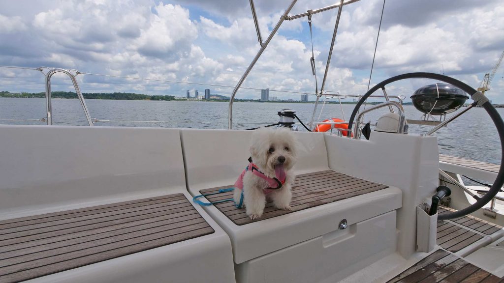 We brought our dog on a 2D1N Sailcation to Pulau Ubin! - Discover Sailing Asia - Alvinology