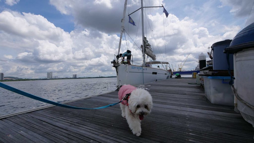 We brought our dog on a 2D1N Sailcation to Pulau Ubin! - Discover Sailing Asia - Alvinology