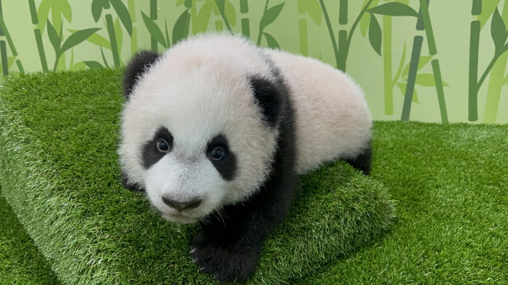 Singapore’s first Giant Panda Cub was named Le Le – taken from Singapore’s ancient Chinese name - Alvinology