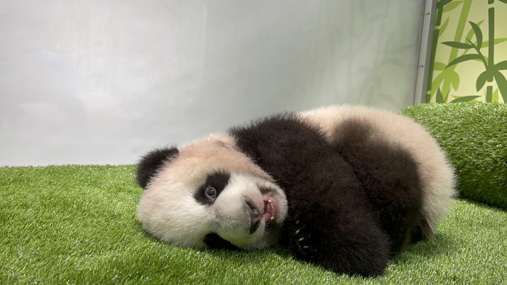 Singapore’s first Giant Panda Cub was named Le Le – taken from Singapore’s ancient Chinese name - Alvinology