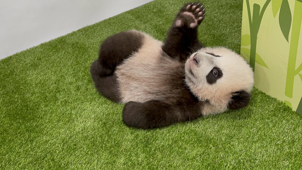 Singapore’s first Giant Panda Cub was named Le Le – taken from Singapore’s ancient Chinese name - Alvinology