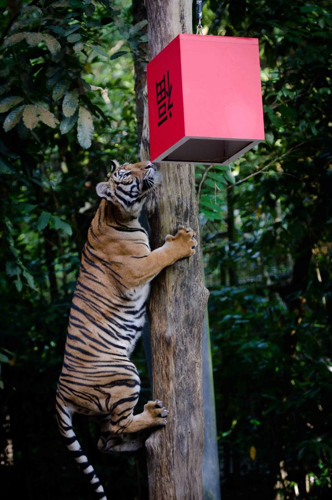 Singapore’s Wildlife Parks spotlights Malayan tigers along with lots of enrichment activities this Lunar New Year! Check them out here - - Alvinology