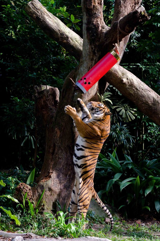 Singapore’s Wildlife Parks spotlights Malayan tigers along with lots of enrichment activities this Lunar New Year! Check them out here - - Alvinology