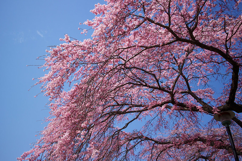 Planning a Trip to Japan? Guide to Cherry Blossom Season - Alvinology