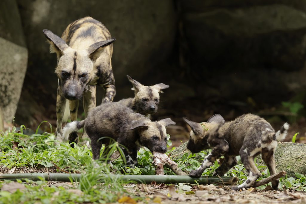 2021 was a bountiful year for Singapore Wildlife Parks; over 900 births and hatchings and arrival of new animals - Alvinology