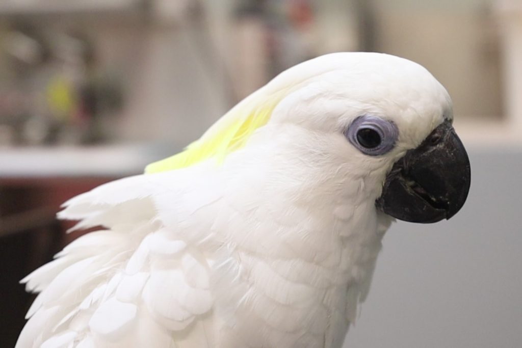 2021 was a bountiful year for Singapore Wildlife Parks; over 900 births and hatchings and arrival of new animals - Alvinology