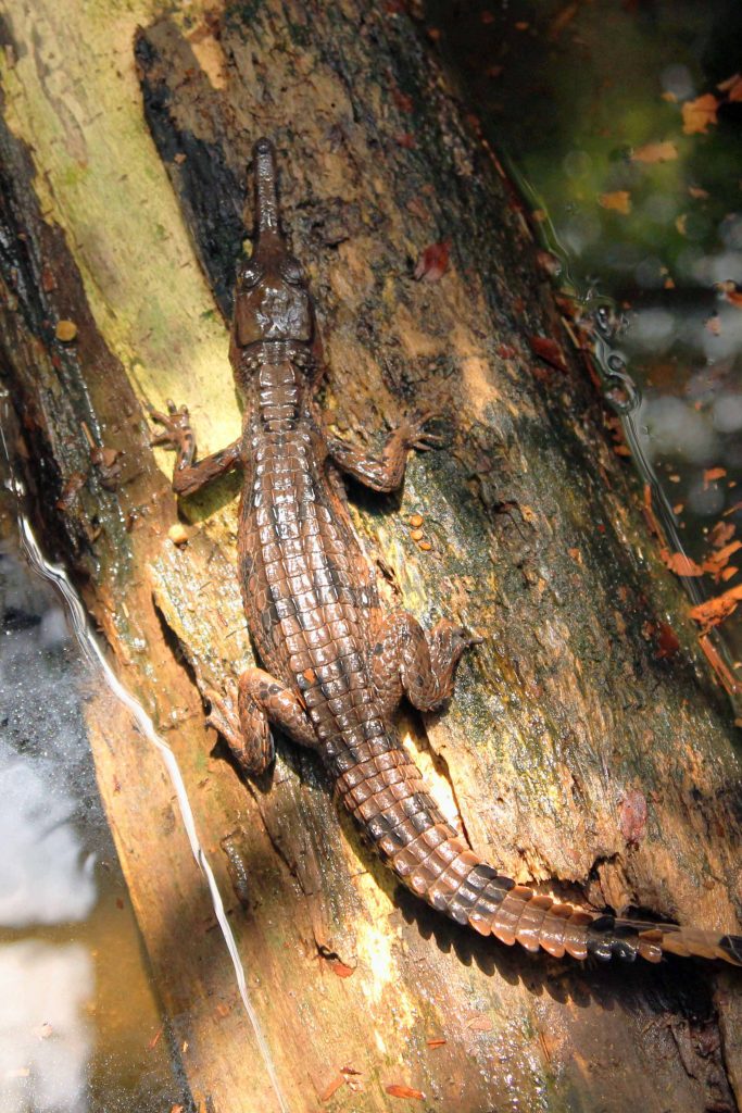 2021 was a bountiful year for Singapore Wildlife Parks; over 900 births and hatchings and arrival of new animals - Alvinology