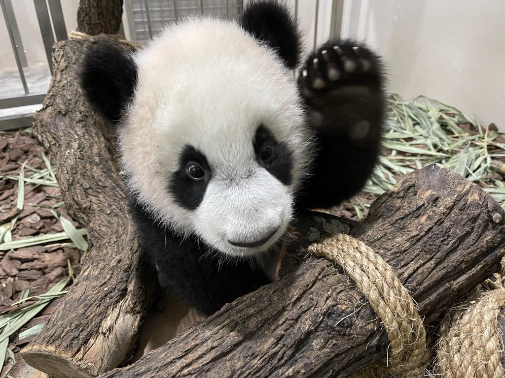 2021 was a bountiful year for Singapore Wildlife Parks; over 900 births and hatchings and arrival of new animals - Alvinology